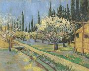 Orchard in Blossom,Bordered by Cypresses (nn04) Vincent Van Gogh